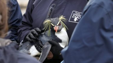 Edinburgh Zoo vaccinates 150 resident penguins ahead of winter