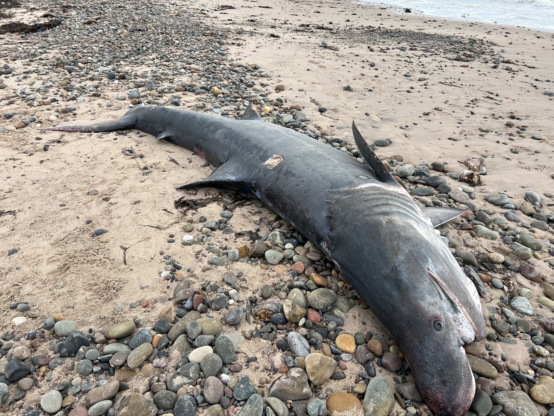 The fish, which was more than 4m (13ft) long, was discovered washed up at Portgordon, near Buckie on Thursday morning.
