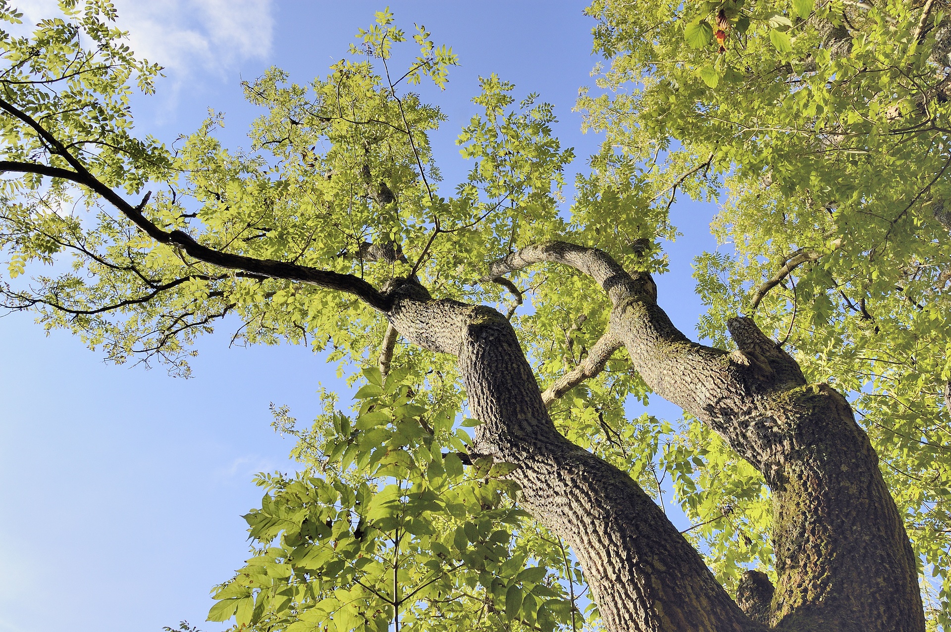 Ash trees at Cragbank Wood NNR, Forth and Borders Area.