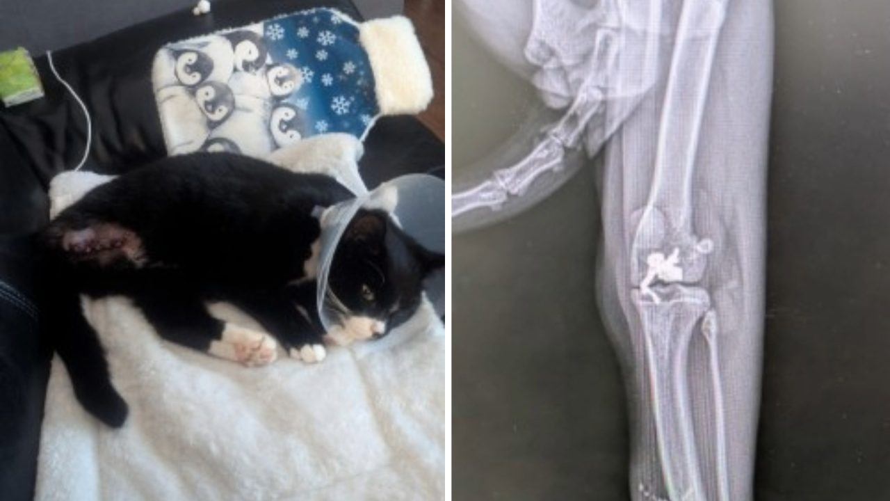 Cat shot while missing for eight days from Denny home as vets amputate leg