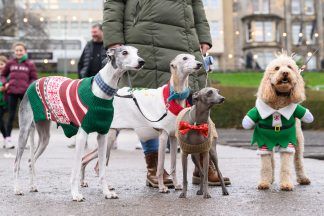 Santa Paws: Pooches don best Christmas jumpers to raise money for charity