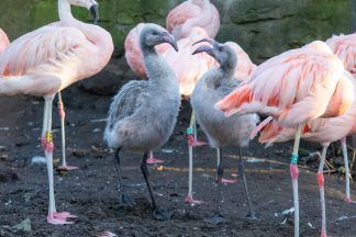 First flamingo chicks born at Edinburgh Zoo in a decade named