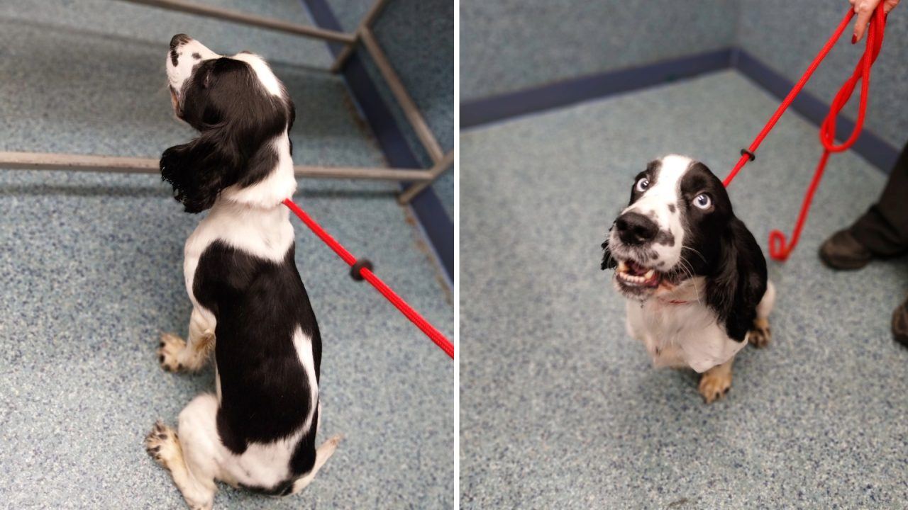 Tweedbank man banned for ten years after starving dogs causing severe disease