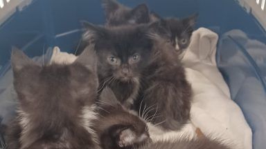 Six flea-ridden kittens found abandoned in carrier in Blantyre