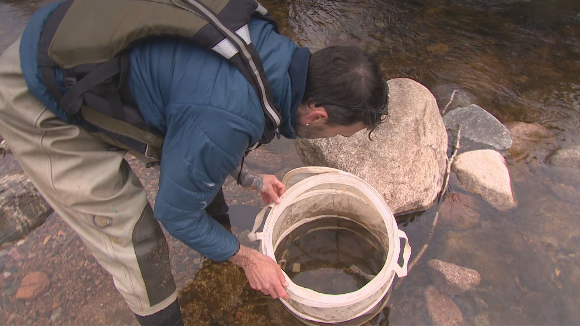 The team at River Dee Trust have released salmon smolts back into the wild