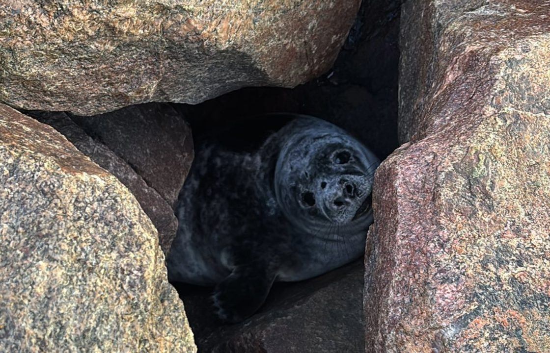 Seal found trapped between two boulders rescued with JCB