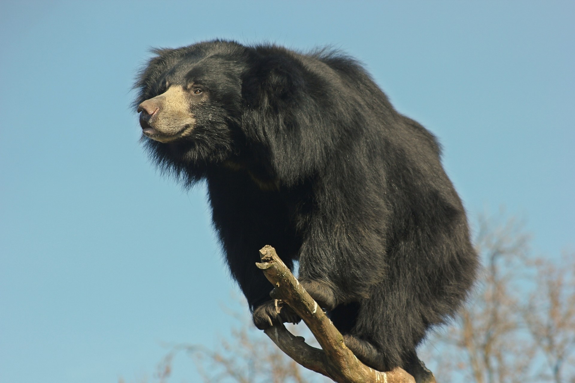 The Royal Zoological Society of Scotland’s (RZSS) Edinburgh Zoo has welcomed a second male sloth bear, named Rajath.