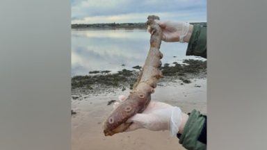Rare deep-sea seven-arm octopus remains wash up on Scottish beach