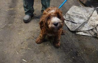 Puppies found surrounded by faeces and suffering from ‘chronic diarrhoea’ at ‘squalid’ farm