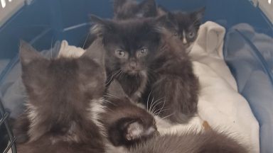 Six flea-infested kittens found dumped by side of Blantyre road in pet carrier