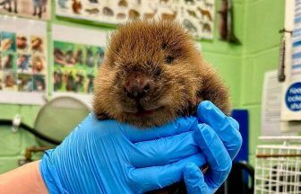 Orphaned beaver kit ‘thriving’ after being washed downriver during storm