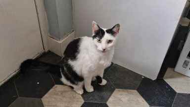 Cat’s leg skinned by trap makes ‘miracle’ recovery