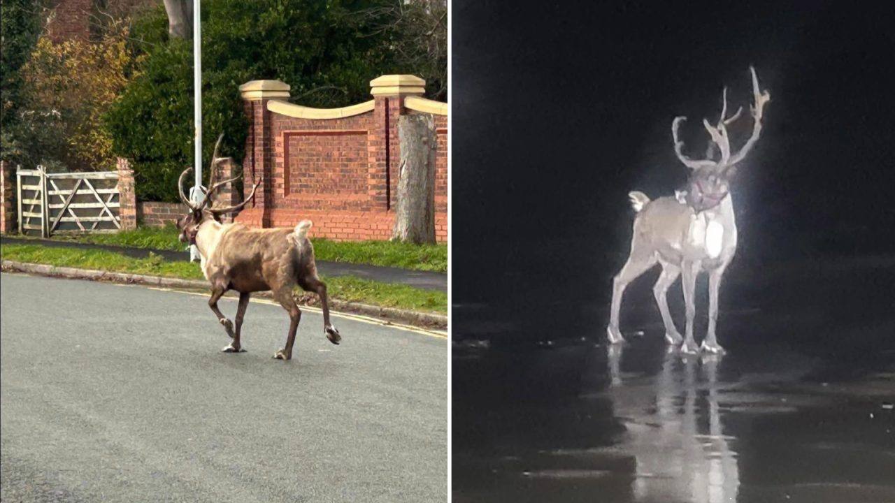 Reindeer bolts from Christmas event sparking rescue mission involving marines