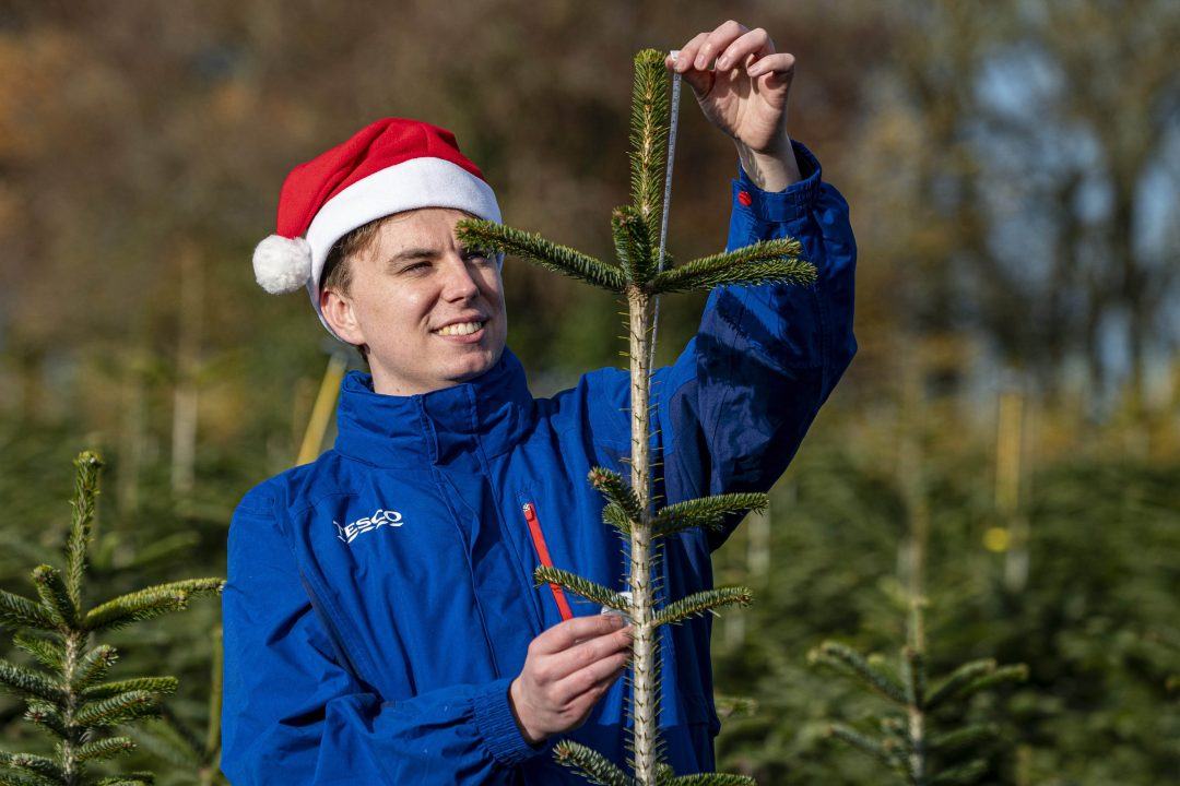 Tesco to give away hundreds of ‘wonky’ Christmas trees
