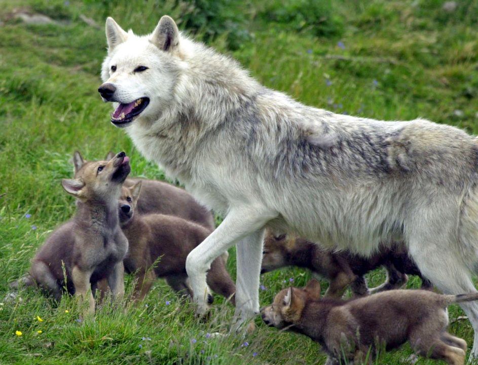 Young ‘cautious’ over potential reintroduction of wolves and lynx in the wild