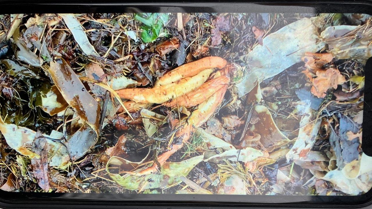 ‘Poisonous plant’ washing up on Scots shoreline as public urged don’t touch