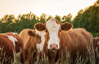 Bird flu virus adapting to infect cows, Glasgow scientists warn