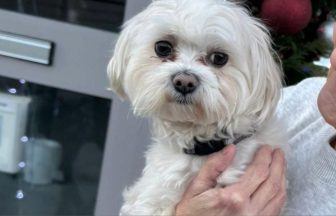 Missing dog reunited with family after 18 months in ‘Christmas miracle’