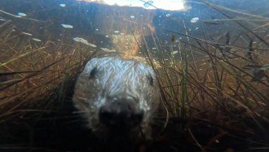 Beaver selfie caught on underwater camera hidden in Cairngorms National Park loch