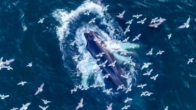 Watch humpback whales’ spectacular breaches off Scottish coast