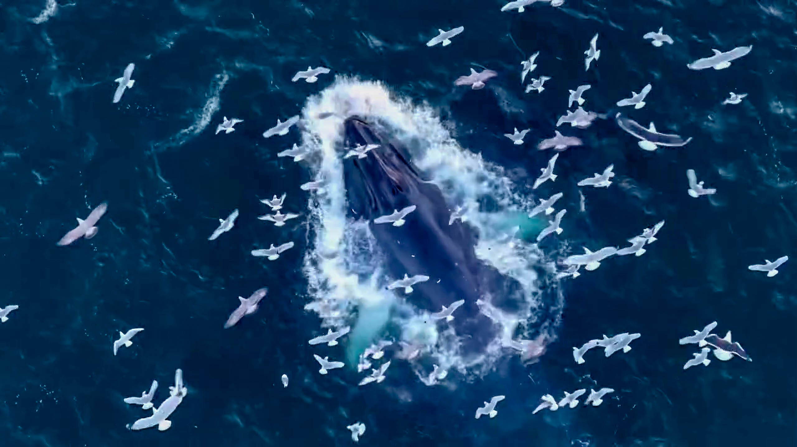 Humpback whale's spectacular breach caught on camera off Scottish coast near Ullapool.