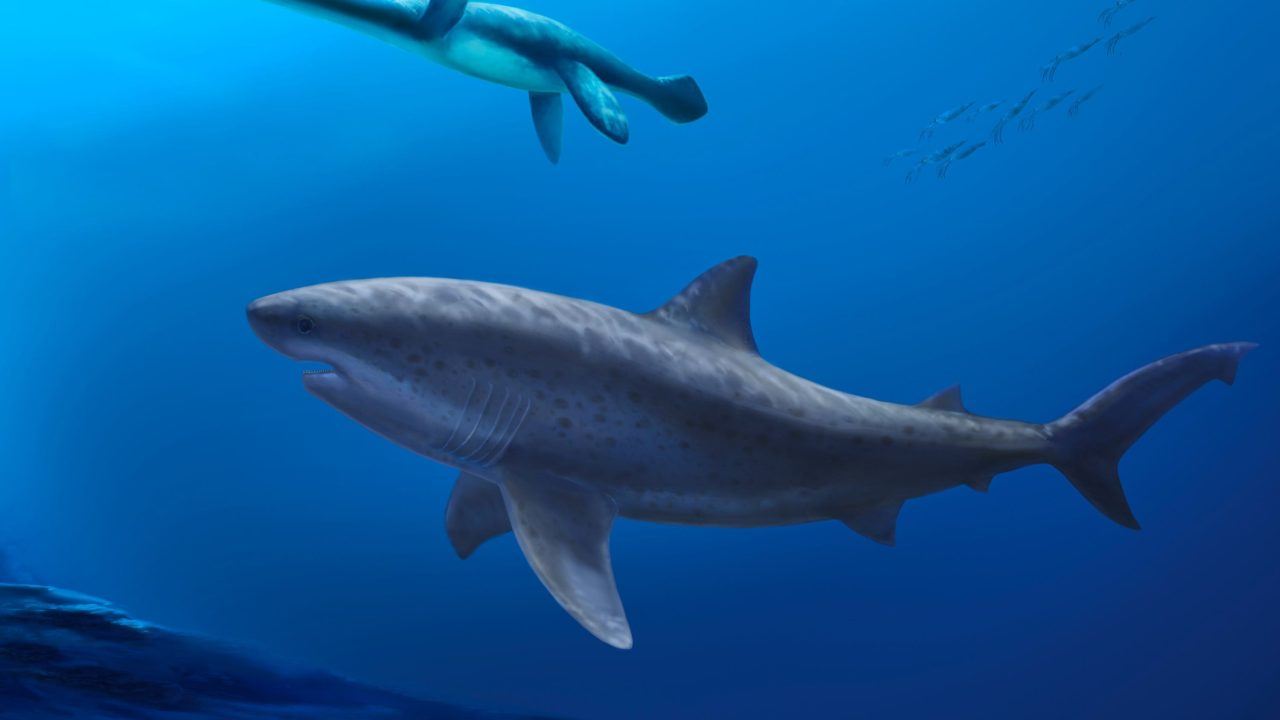 Monstrous shark ruled ancient Australian seas before megalodon, researchers say