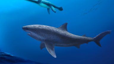 Monstrous shark ruled ancient Australian seas before megalodon, researchers say