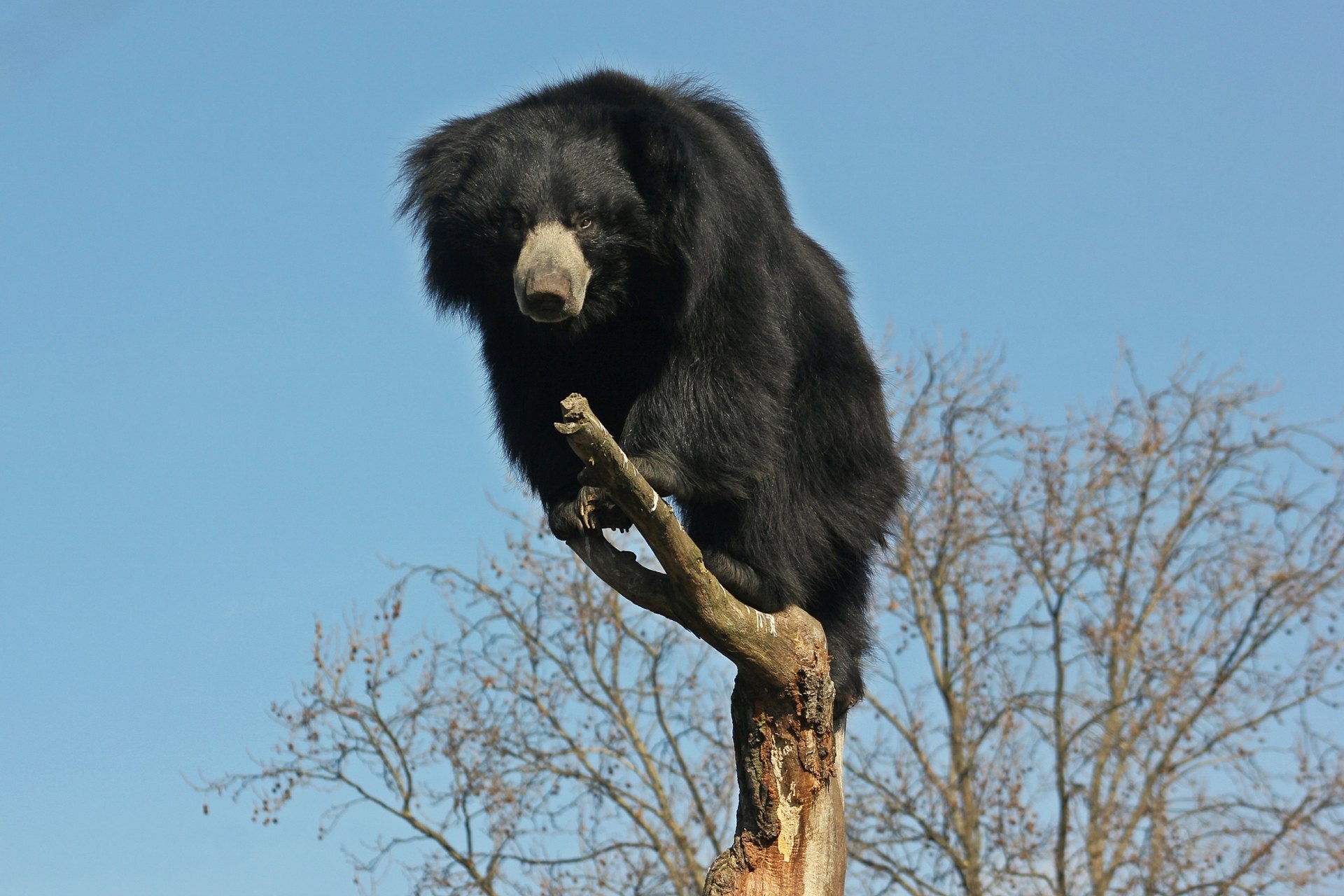 The Royal Zoological Society of Scotland’s (RZSS) Edinburgh Zoo has welcomed a second male sloth bear, named Rajath.