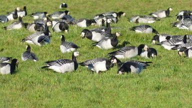 Wildfowl and Wetland Trust to close popular Caerlaverock site until spring 2026