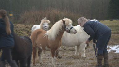 Meet the miniature ponies transforming lives through therapy in Stirling