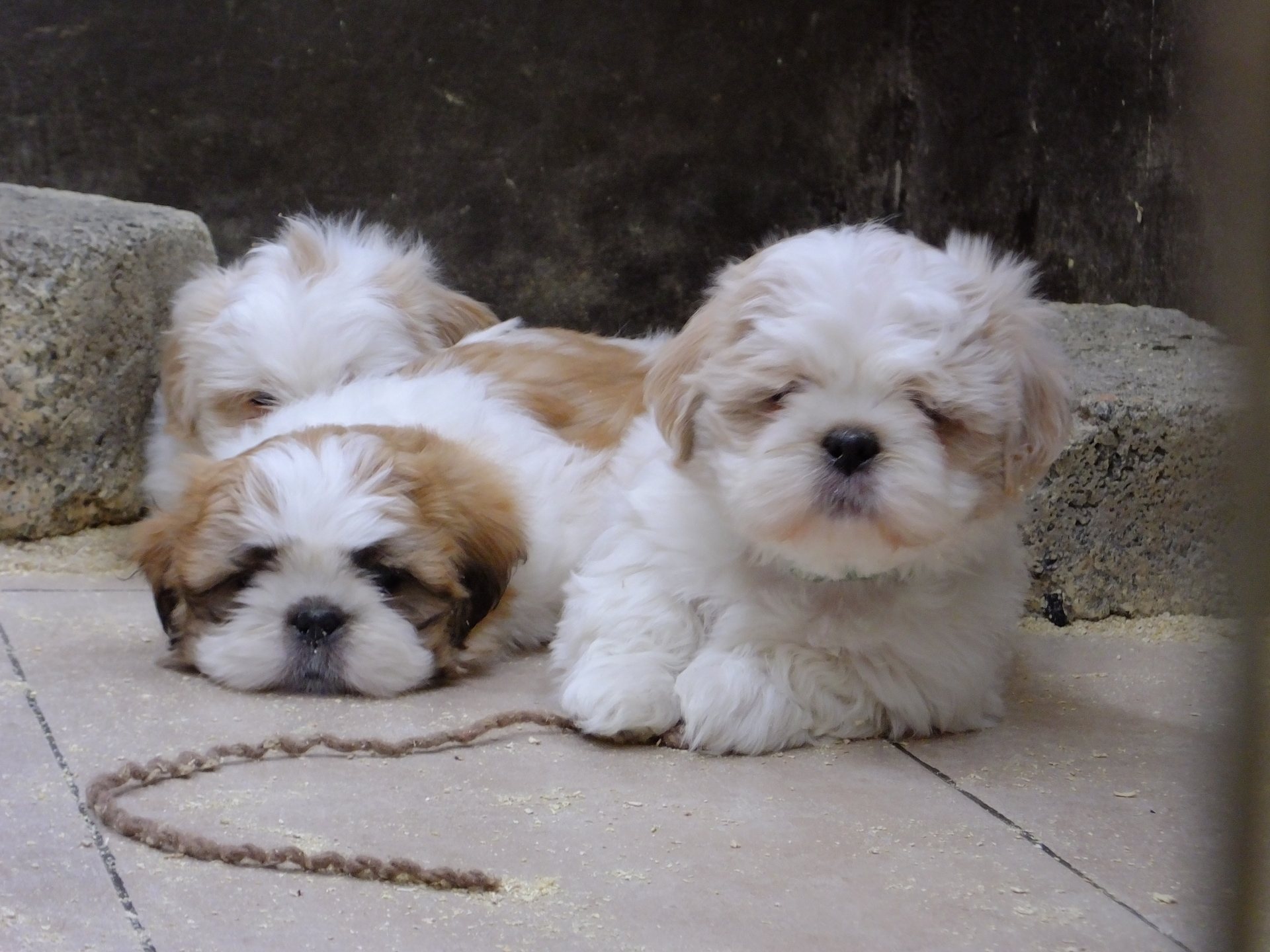 Puppies found on a farm owned by the Hamiltons