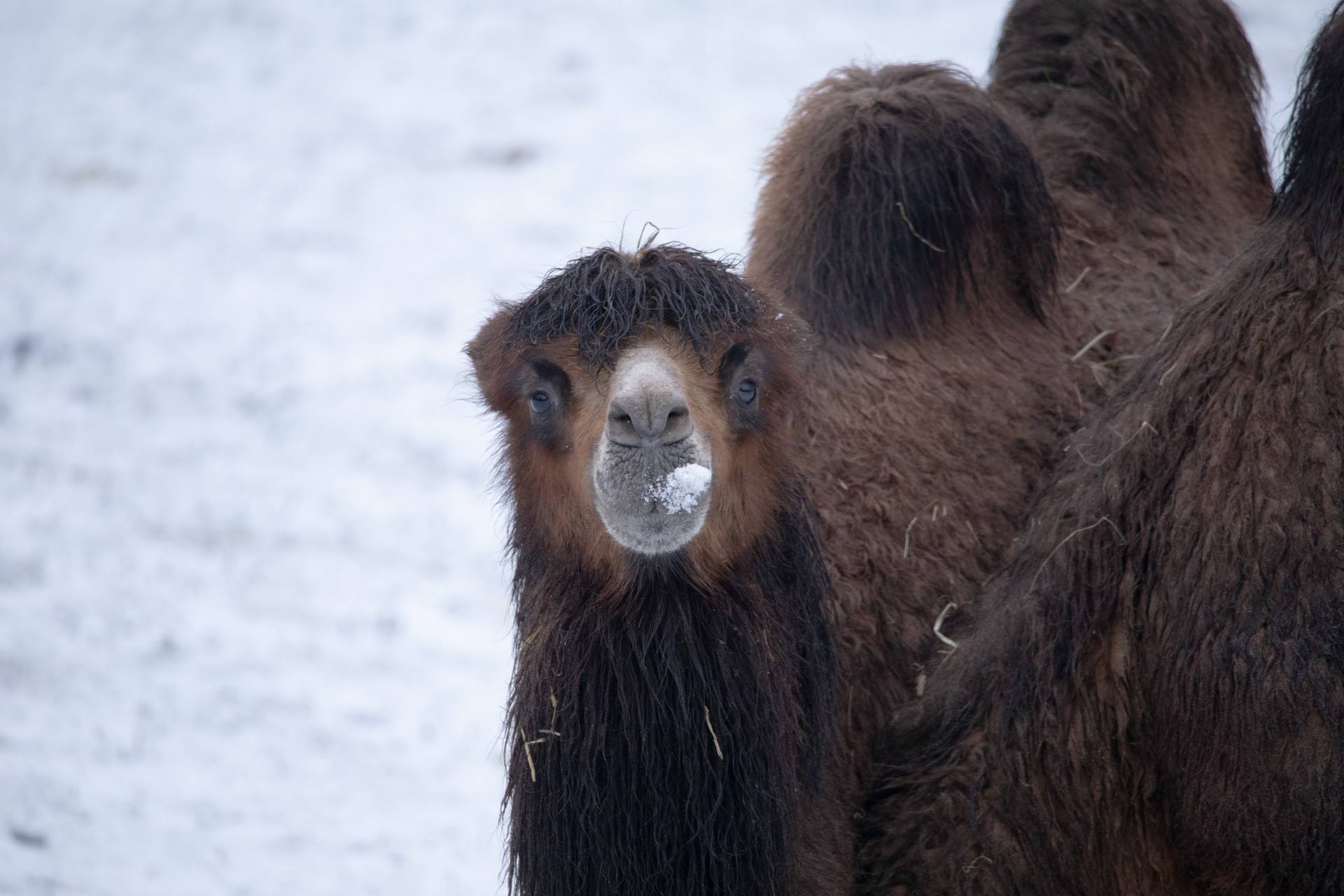 Bactrian camel at Edinburgh Zoo
