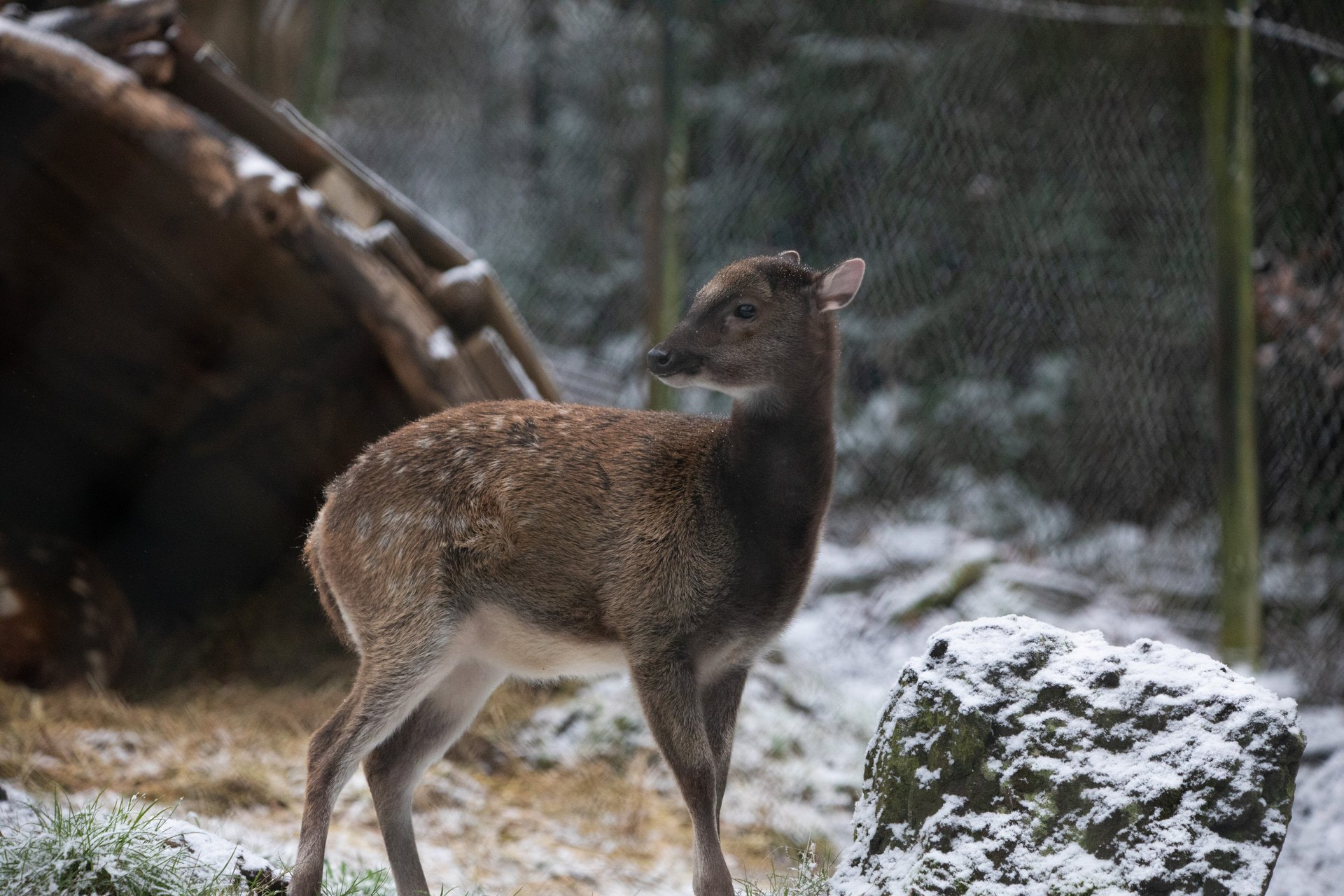 Visayan deer in snow at Edinburgh Zoo