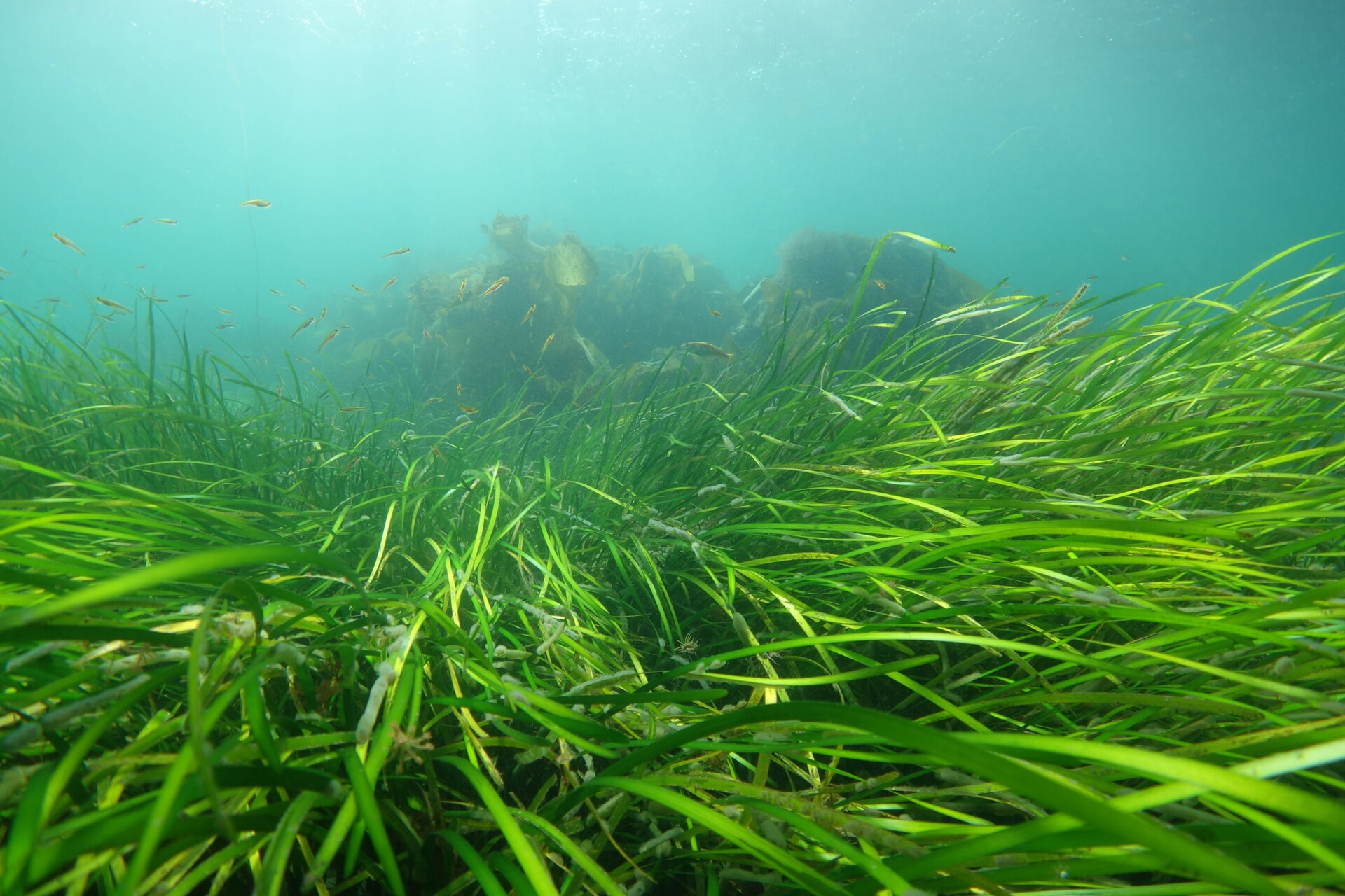 A seagrass bed with small fish in the Sound of Barra ©NatureScot