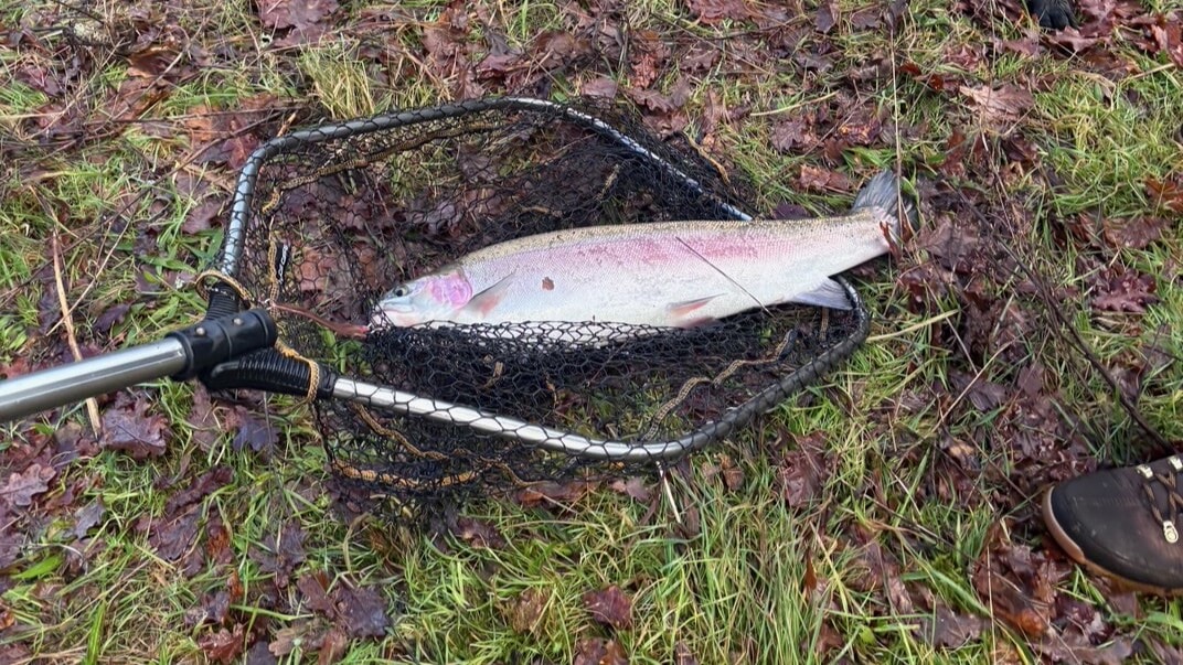 The Fish Health Inspectorate has confirmed it is aware of Rainbow Trout being caught in Loch Tay, and enquiries are ongoing.