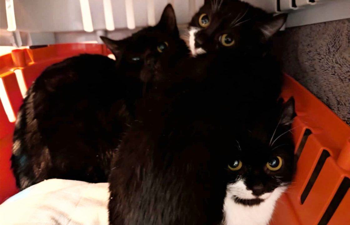 Five kittens found abandoned in Glasgow park during Storm Chandra