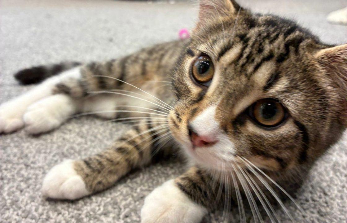 Kitten found on train to Edinburgh ‘likely abandoned’ as charity appeals for help