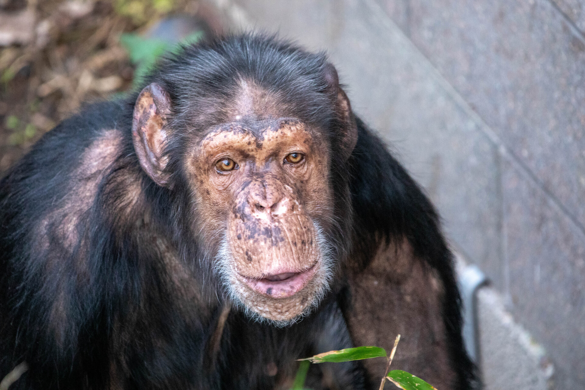 Babsie is settling in at Edinburgh Zoo