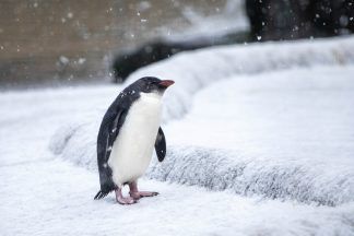 Edinburgh Zoo’s one-eyed penguin bounces back after second surgery