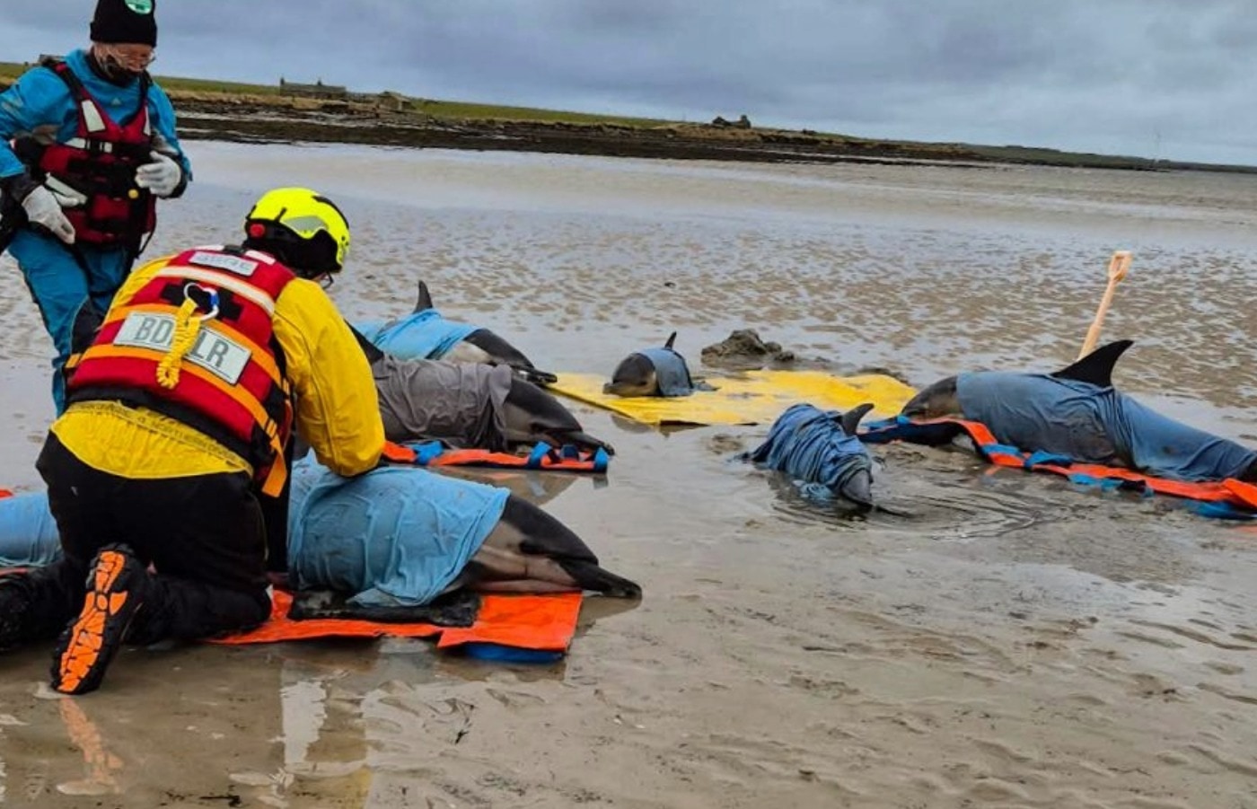 Each animal was examined and individually identified.