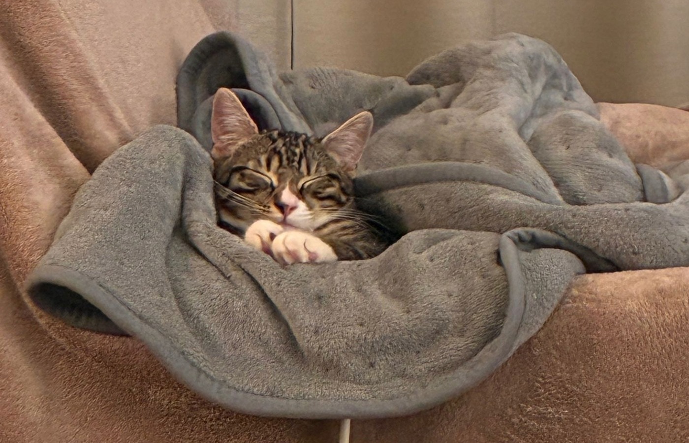 Annie is in the care of Cats Protection