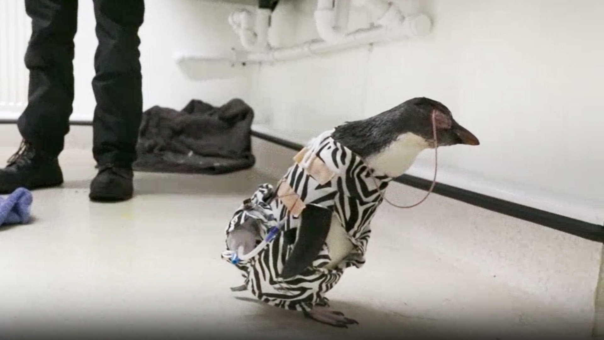 Poly had to undergo a second surgery to treat a serious infection in her eye socket.