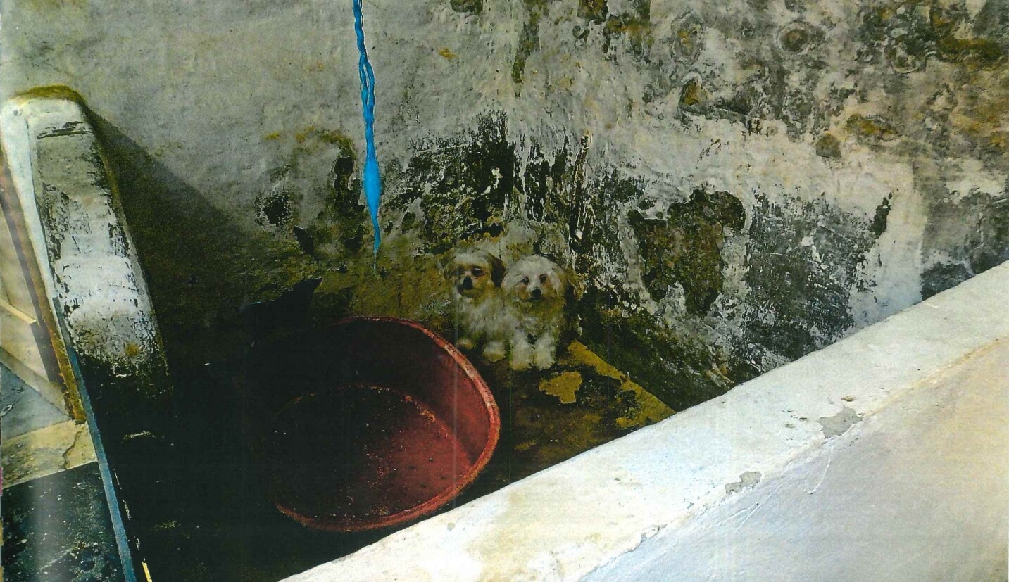 The Hamiltons kept the adult dogs in cramped conditions