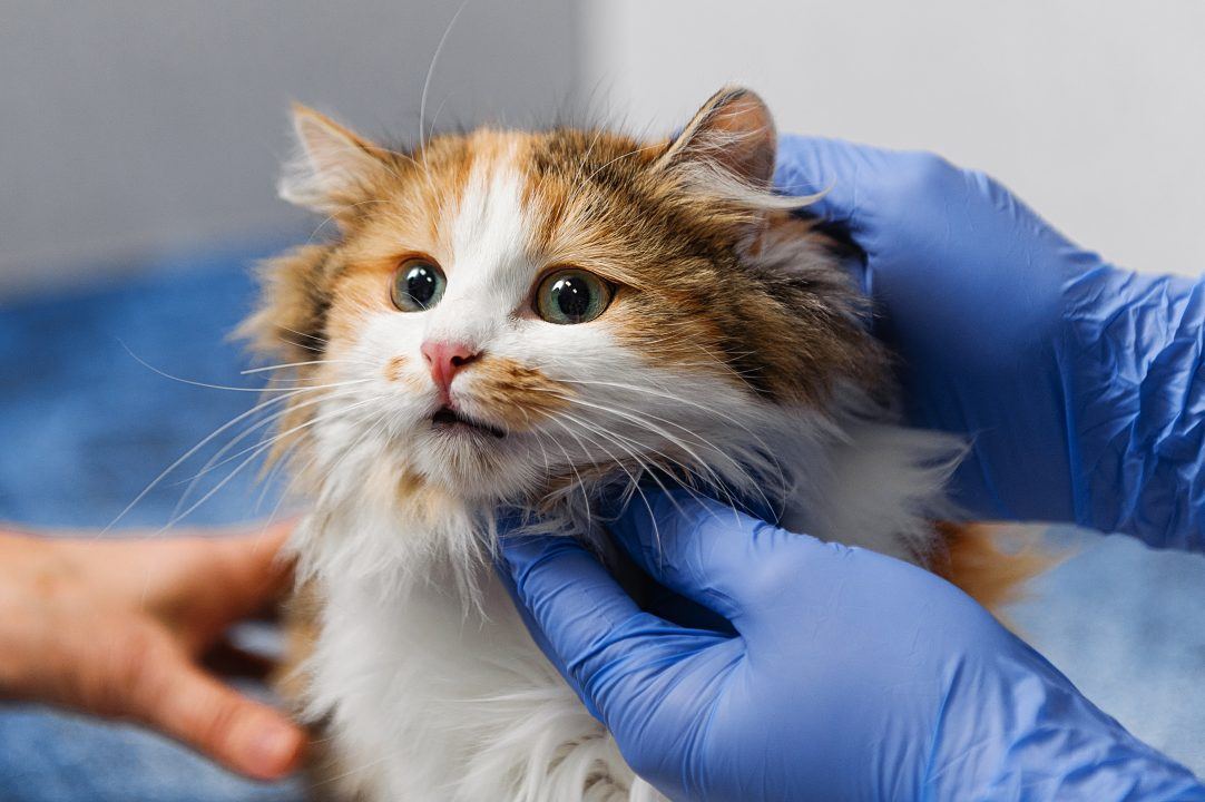 Vet sector reform: What does it mean for pet owners?