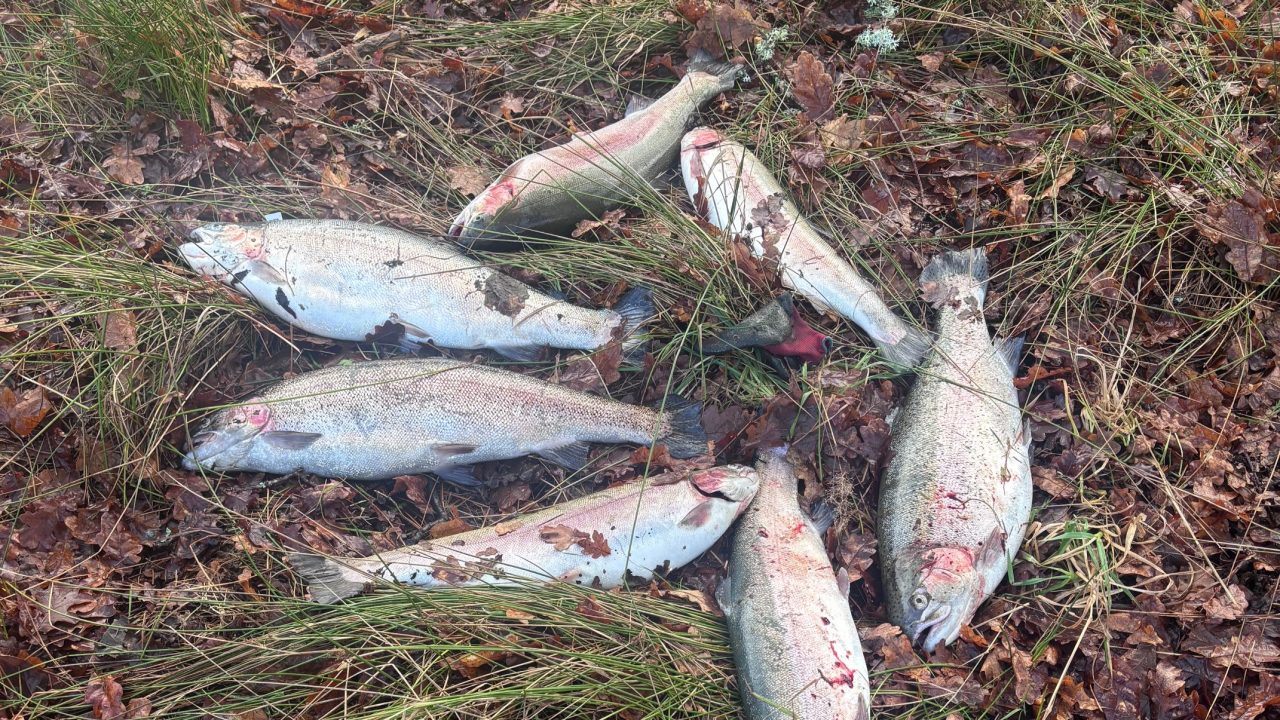 Investigation launched after ‘rainbow trout’ caught during opening of salmon fishing season at Loch Tay