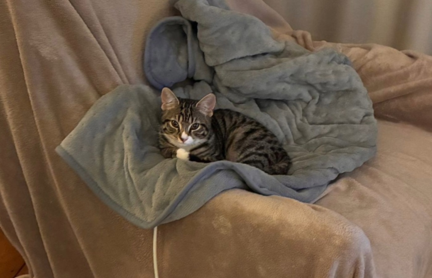 Annie is in the care of Cats Protection