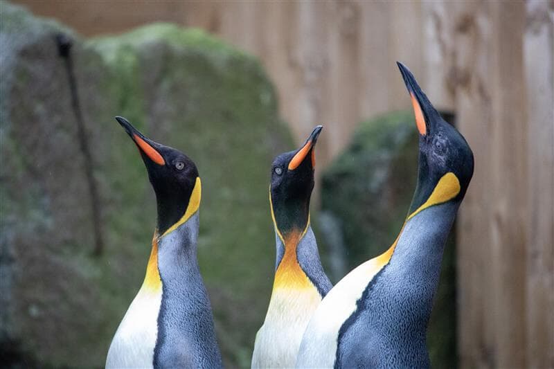 Trio of female king penguins join Edinburgh Zoo