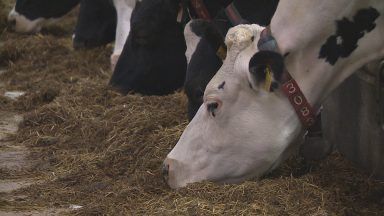 Farmers union warns members in crisis as milk prices tumble