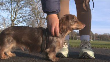 Plans could see biggest shake-up of vet industry in 60 years