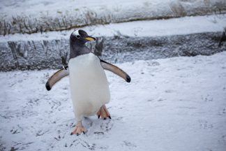 Edinburgh Zoo’s penguin colony enjoy snow days as temperatures drop across Scotland